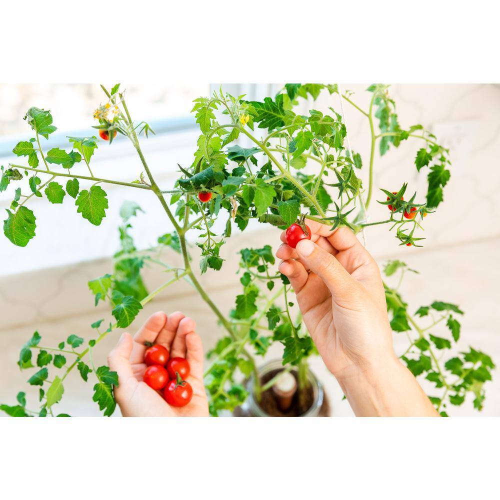 Buy Windowsill Organic Cherry Tomato Grow Kit Online at Lowest Price in Ubuy Nepal. 303624877