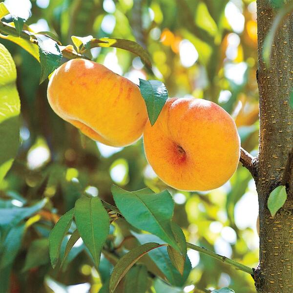 Gurney's 2.65 Qt. Flat Wonderful Reachables Peach Prunus Dwarf Variety Live Fruiting Tree (1-Pack)