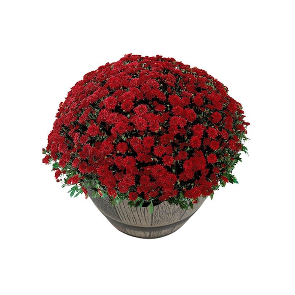 Chrysanthemum (Mum) Red Live Plant in 15 in. Whiskey Barrel Deco Planter