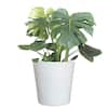 United Nursery Swiss Cheese Plant Monstera Deliciosa Plant 24. in to 34 in.  Tall in 10 in. White Decor Pot 74639 - The Home Depot