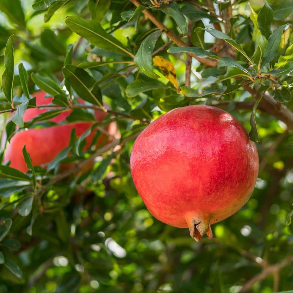"#5 Container Sweet Pomegranate Deciduous Tree" price history on PriceWatchPro
