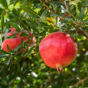 #5 Container Sweet Pomegranate Deciduous Tree