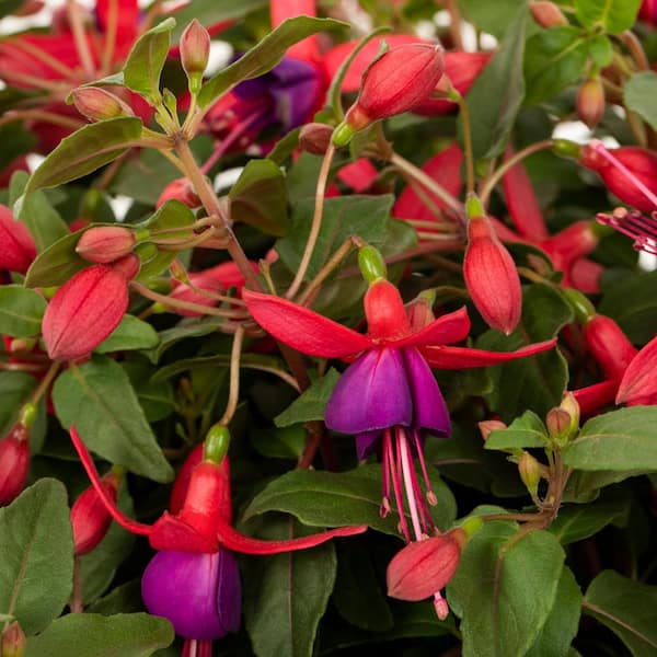 1.8 Gal. Fuchsia Pink Dollar Princess Hanging Basket Annual Plant