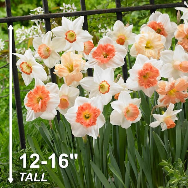  Dutch Master Daffodil 100 Bulbs - 12/14 cm Bulbs : Patio, Lawn  & Garden