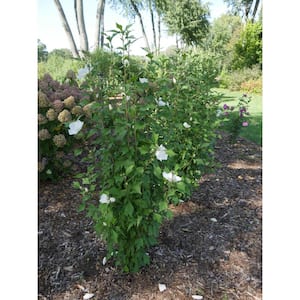 1 Gal. White Pillar Rose of Sharon (Hibiscus) Live Shrub with White Flowers
