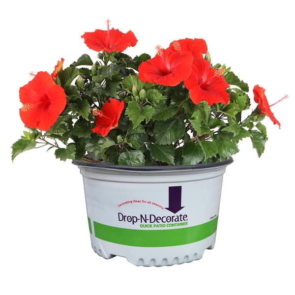 10 in Drop N Decorate Hibisq Shrub in Upgrade Pot