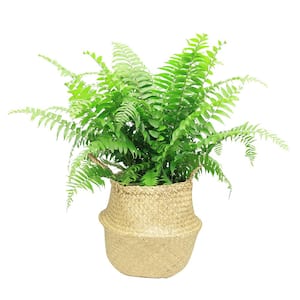 Macho Indoor/Outdoor Fern in 9.25 Natural Décor Basket, Avg. Shipping Height 2-3 ft. Tall