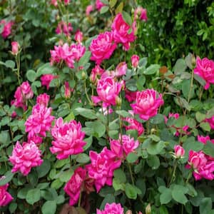 1 Gal. Pink Double Knock Out Rose Bush with Pink Flowers