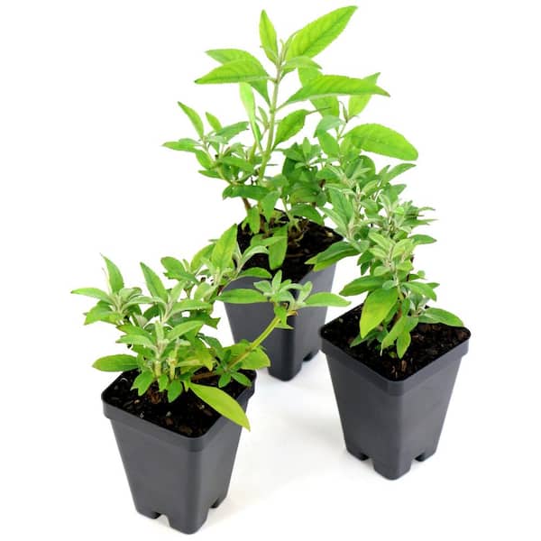 3.25 in. Bloomables Dwarf Dapper Lavender Buddleia Butterfly Bush with Light Purple Flowers (3-Piece)