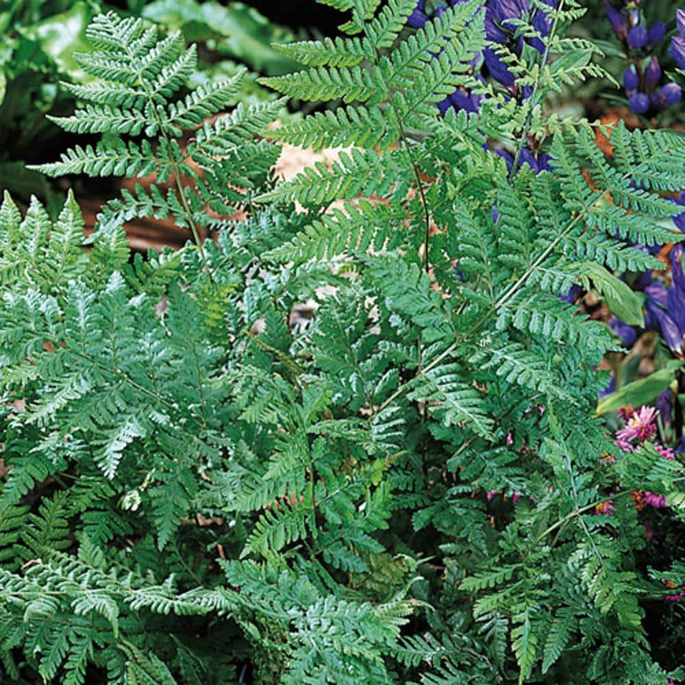 Leatherwood Fern Dormant Bare Root Perennial Plant Pack