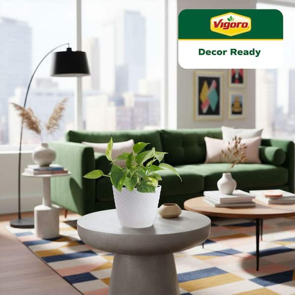 Vigoro Grower's Choice Pothos Indoor Plant in 4 in. Decor Planter, Avg. Shipping Height 8 in. Tall