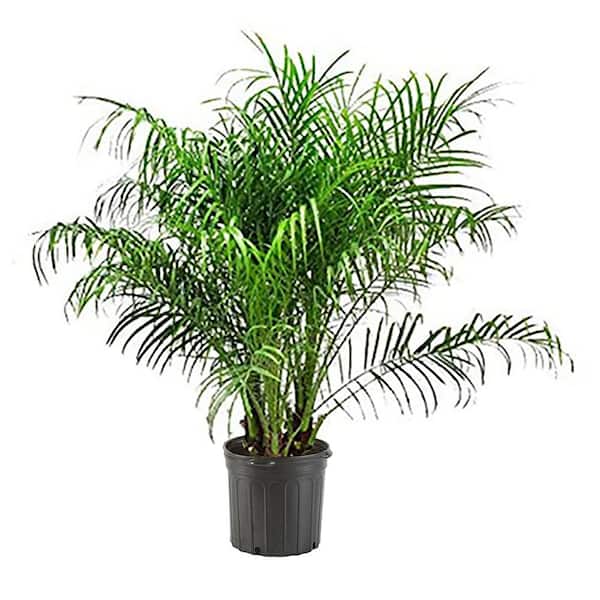 14 in. Roebellini Palm Tree with Long Rich Green Fronds 15527 The