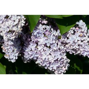 3 Gal. Press Grevy Lilac (Syringa vulgaris) Live Shrub with Lilac-Blue Flowers