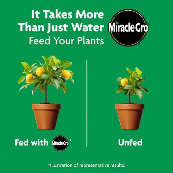 Miracle-Gro Shake N Feed Citrus, Avocado, Mango Plant Food 4.5 lbs. For  Container and In-Ground Plants, Dry Fertilizer 300271005