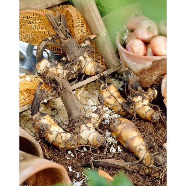 Mixed Tall Canna Lily Bulbs – 12 Bulb Value Bag (Multicolor, Perennial) – Ships From USA
