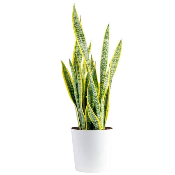 Grower's Choice Sansevieria Indoor Snake Plant in 10 in. Decor Pot, Avg. Shipping Height 1-2 ft. Tall