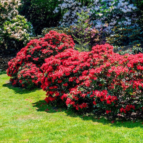 national PLANT NETWORK 2.25 Gal. Tradition Azalea Plant with Red Blooms