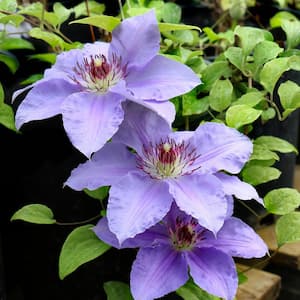 1 Qt. Clematis Vancouver Sea Breeze Perennial Plant with Light Purple Flowers