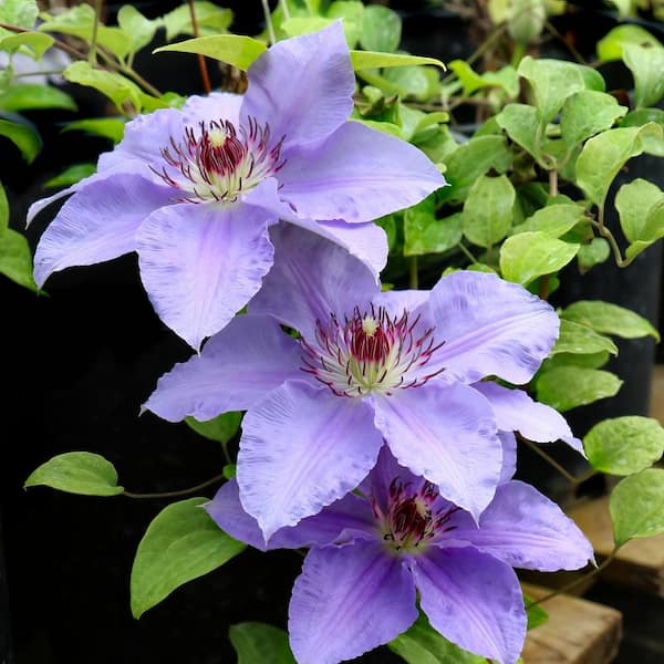 national PLANT NETWORK 1 Qt. Clematis Vancouver Sea Breeze Perennial Plant with Light Purple Flowers