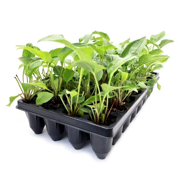3 in. Purple Coneflower Plant Starter Plugs (32-Count Tray)