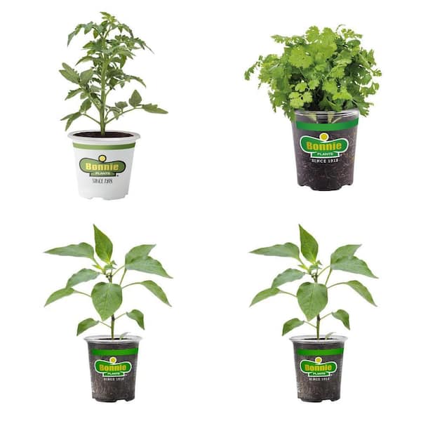 19 oz. Cilantro Herb, Hot Jalapeno, Sweet Bell Pepper & 11 in. Husky Cherry Tomato Plant with Cage (4 Plants)