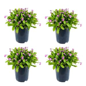 Perennial Myosotis S Rosylva 2.5 qt. (4-Pack) 2013 - The Home Depot