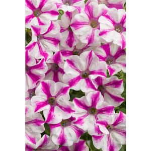 4.25 in. Grande Supertunia Lovie Dovie (Petunia) Live Plants, Pink and White Striped Flowers (4-Pack)