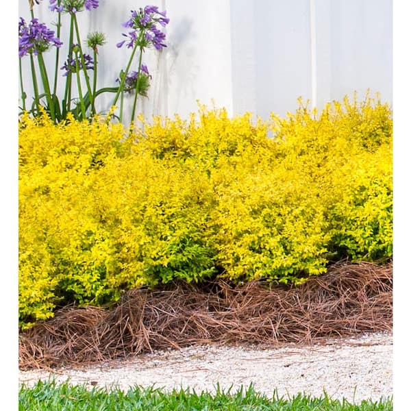 SOUTHERN LIVING 7 Gal. Sunshine Ligustrum, Evergreen Shrub, Bright