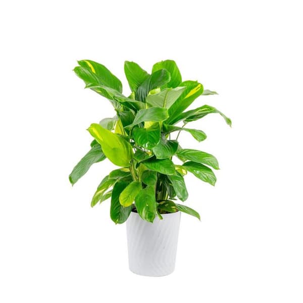 10in Calathea Assortment Foliage Plant in a Deco Pot