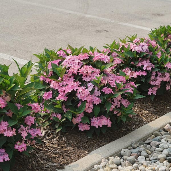 PROVEN WINNERS 2 Gal. Let's Dance Can Do Hydrangea Shrub with Pink