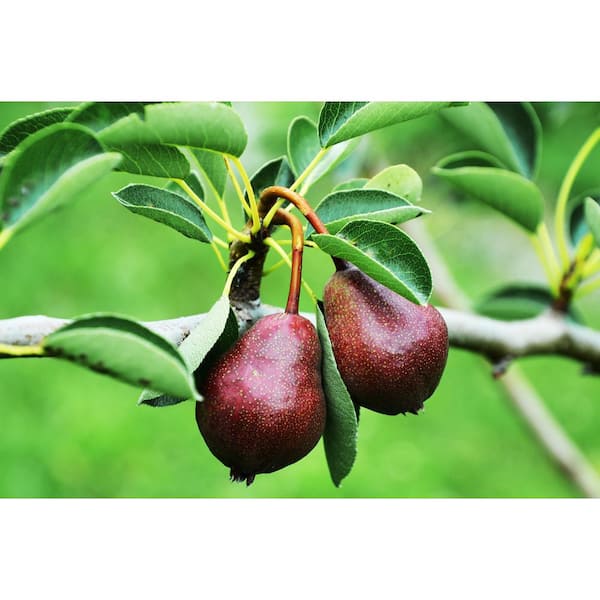 Dwarf Red Bartlett Pear Tree - Bright red, sweeter, juicier, and impro –  Online Orchards