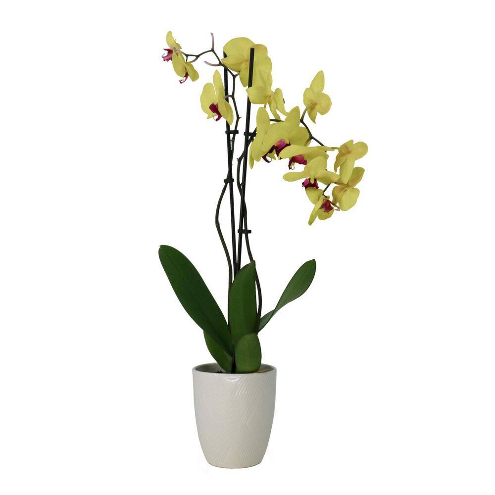 national PLANT NETWORK 5 in. Superior Multi-Stem Vibrant Yellow