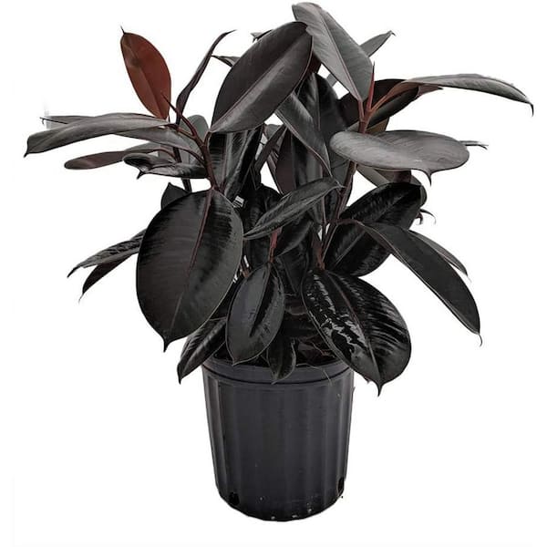 Rubber Plant-Live Plant in an 10 Inch Pot-Ficus Elastica "Burgundy"-Easy Care Air Purifying Indoor Houseplant