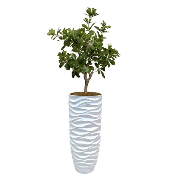 VINTAGE HOME 30 in. High Artificial Tung Tree with Fiberstone Planter ...