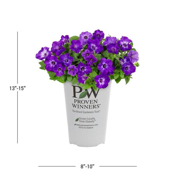 METROLINA GREENHOUSES 2 qt. Petunia Supertunia Tiara Blue Annual