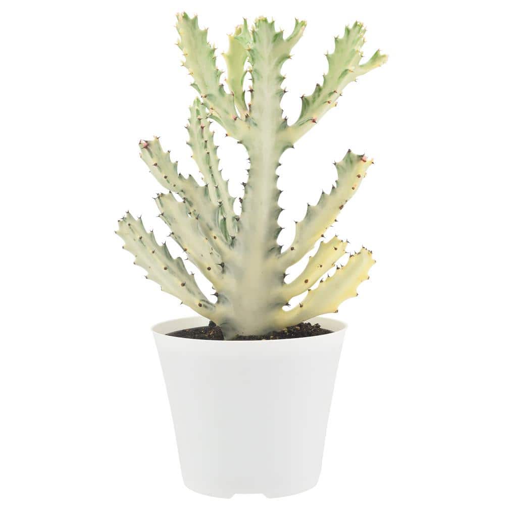 6 in. Ghost Dragon Bone Cactus in White Plastic Grower Pot