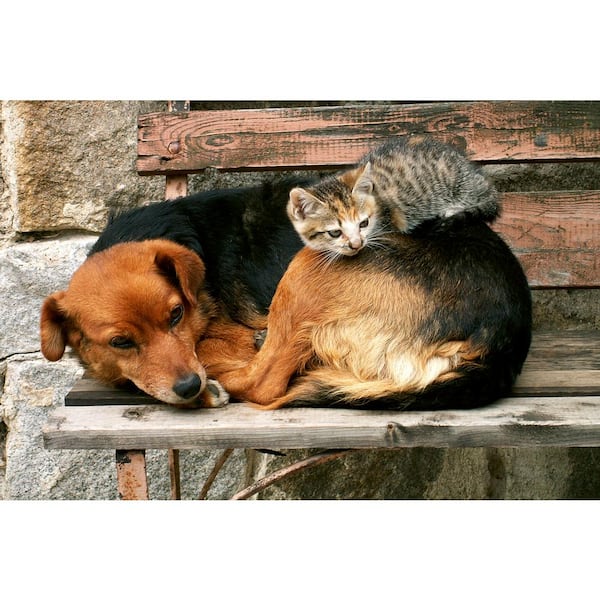 Dimex Photographic Cat and Dog Landscapes Wall Mural MS-5-0221