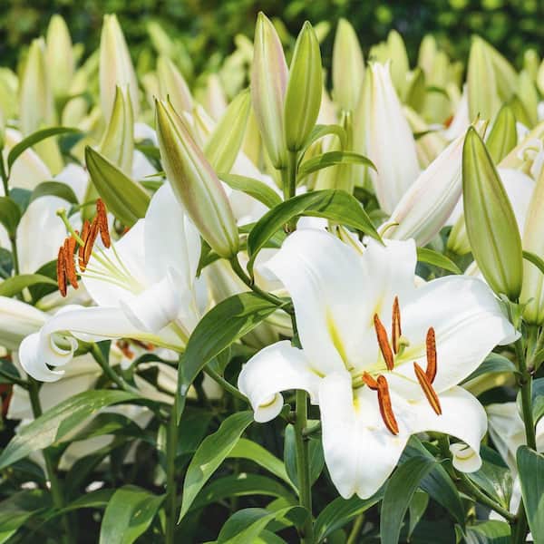 national PLANT NETWORK Lily Casa Blanca Bulbs (5-Pack) HD3432