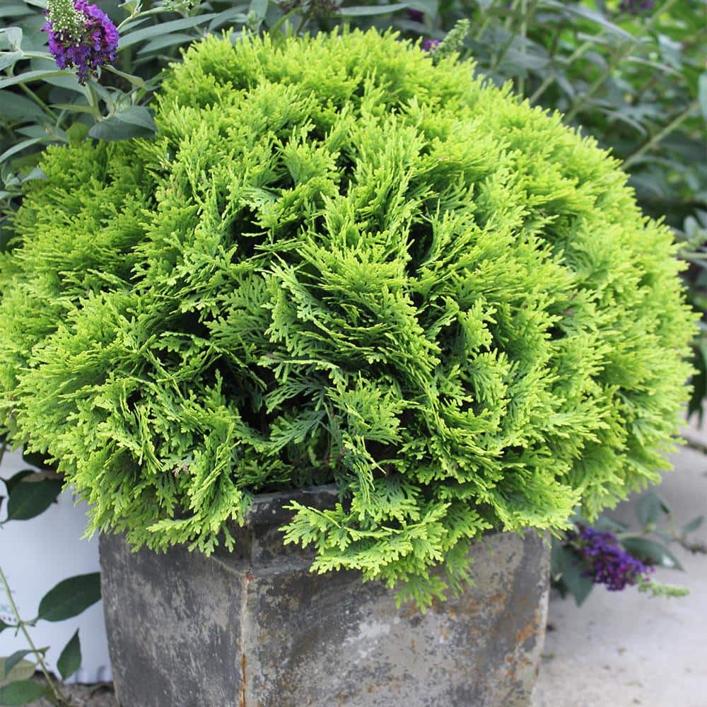 2 Gallon Bright Yellow Evergreen Arborvitae Shrub