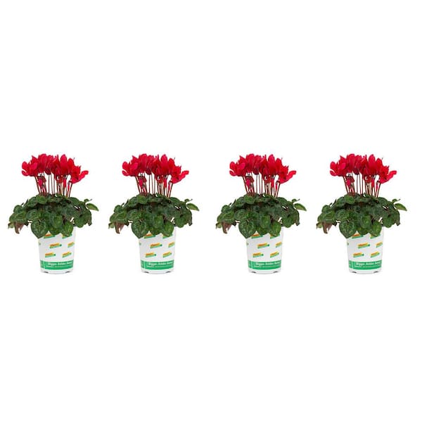 Vigoro 1 Qt. Cyclamen Plant Red Flowers in 4.7 in. Grower's Pot (4-Pack)