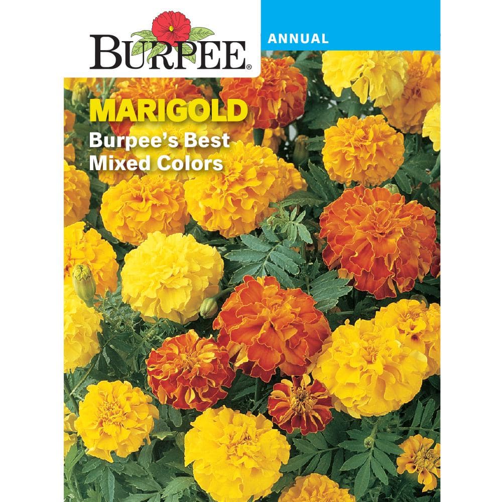 Burpee Tall Mixed Colors Strawflower Seeds 750 Seeds