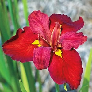 Ann Chowning Red Flowering Louisiana Iris Dormant Bare Root Perennial Plant Roots (3-Pack)