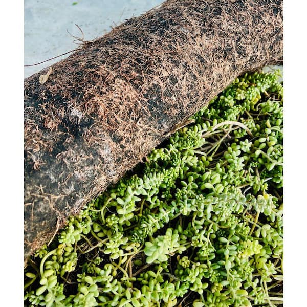Coral Sedum (Roll Form Groundcover) Plant-Drought and Rabbit Resistant  Stonecrop for Full Sun, Wall-to-Wall Coverage Planter-40 - The Home Depot