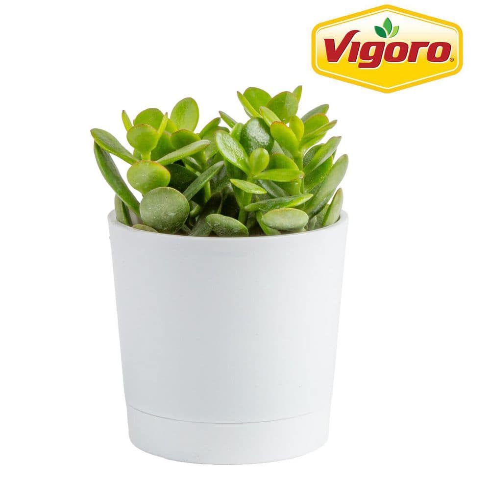 Jade Crassula Indoor Succulent Plant in 4 in. Decor Pot, Avg. Shipping Height 7 in. Tall price history on PriceWatchPro