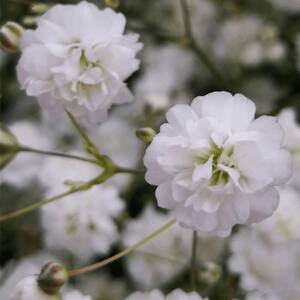 60 Stems of Baby's Breath Gypsophilia- Fresh Flower Delivery