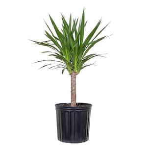 Yucca Cane Plant in 9.25 inch Grower Pot