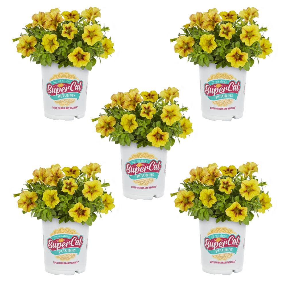 supercal-annual-flowers-4771-