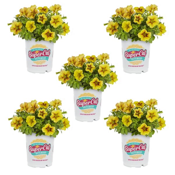 1.5 ft. Caramel Yellow SuperCal Petunia Outdoor Annual Plant with Yellow Flowers (5-Pack)