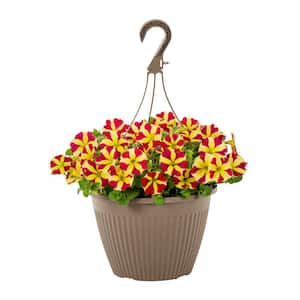1.75 Gal. Petunia Amore Queen of Hearts in Decorative Hanging Basket Annual Plant (1-Pack)