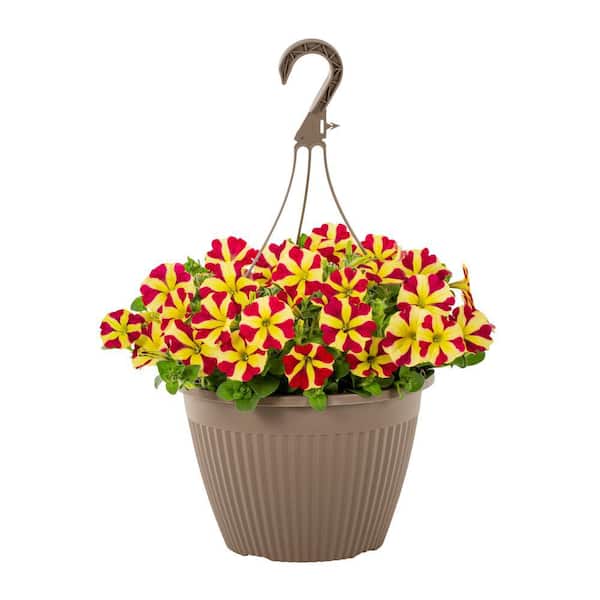 Vigoro 1.75 Gal. Petunia Amore Queen of Hearts in Decorative Hanging Basket Annual Plant (1-Pack)